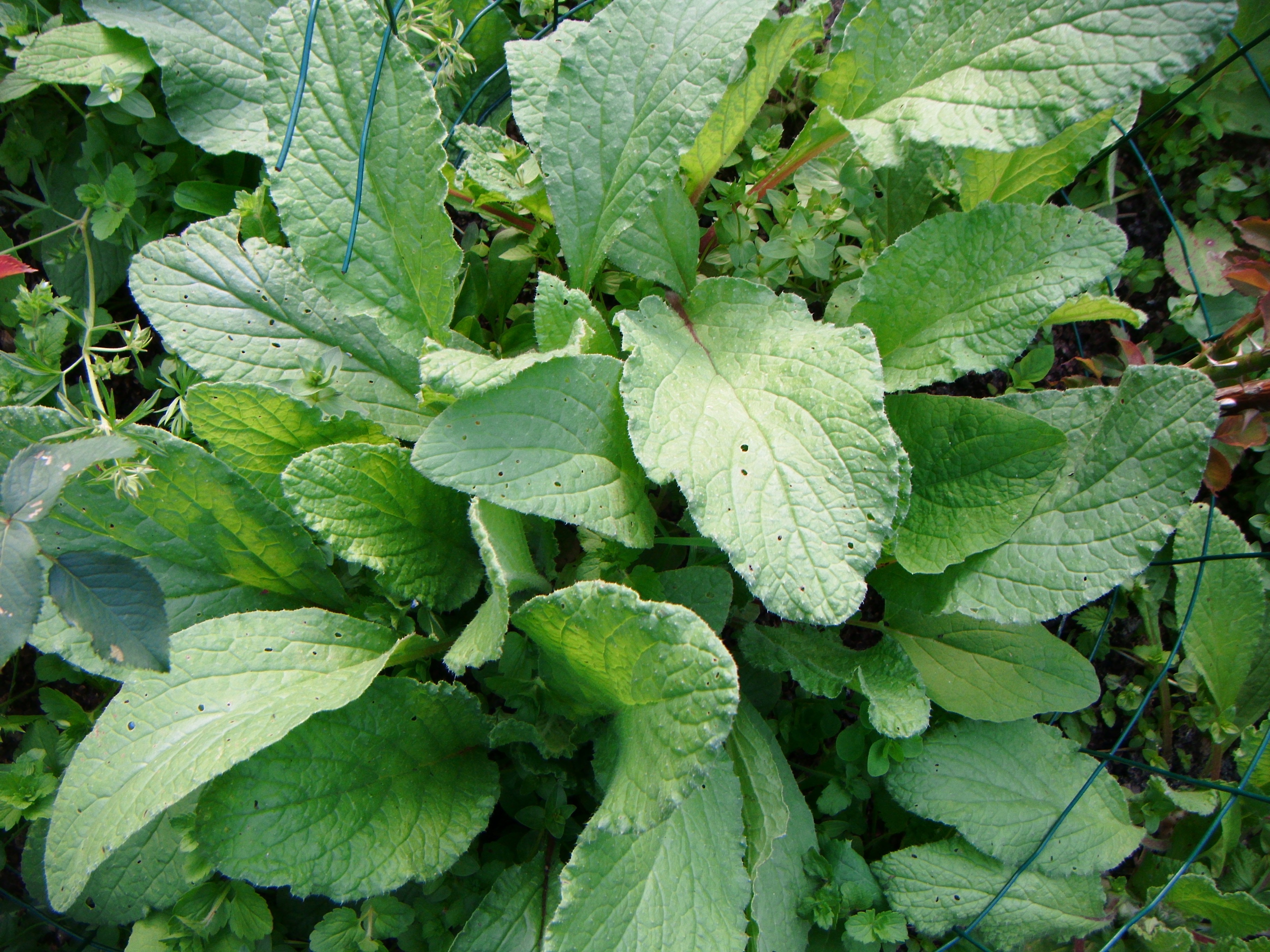 feuilles de bourrache