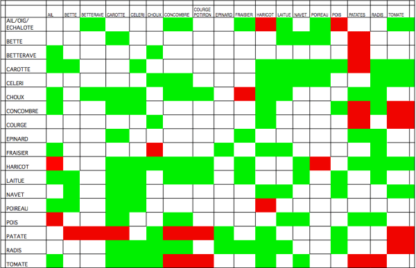 association de legumes au potager